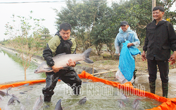 Một làng ở Nam Định, dân nuôi thành công loài cá đặc sản to bự thế này đây, người mua kẻ bán tấp nập