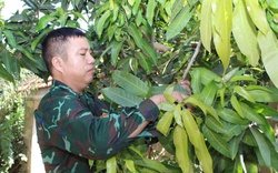 HTX Minh Trọng Tạ Bú: Từ cây xoài truyền thống đến sản phẩm OCOP 3 sao