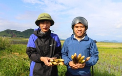 Đang yên đang lành, một ông nông dân Hà Tĩnh mang cỏ dại về trồng, ai ngờ ren rét cắt bán đắt hàng