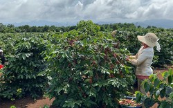 Giá cà phê tươi "lập đỉnh", vì sao ngành chức năng Quảng Trị khuyến cáo hái quả chín, chớ ngâm nước?