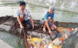 Cá chép thổ cẩm nguồn gốc từ Nhật Bản được một nông dân Bắc Giang nuôi thành công, thu tiền tỷ