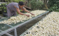 Đặc sản Tết: Loại củ trắng nõn ở đất Hoà Nhơn đem dầm mắm, chua ngọt, nhìn thấy ai cũng thèm