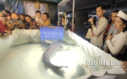 Tận mắt thấy một con cá "khổng lồ" nuôi trong hồ nước nhân tạo lớn nhất Đông Nam Á ở tỉnh Hòa Bình