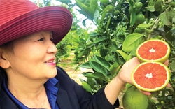 Trồng thứ cây ra trái ngon, bốn mùa đỏ ngọt ở Đắk Lắk, ước hái 30 tấn/ha, doanh thu sẽ đạt 1,5 tỷ đồng