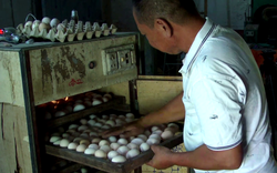 Gầy dựng trại nuôi gà “võ sĩ” thuần chủng, anh nông dân Tây Ninh kiếm tiền triệu mỗi con