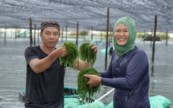 Cả làng ở Khánh Hòa "trồng rau" nước mặn, ăn giúp chắc xương, khỏe mắt, bán sang tận Mỹ, Nhật Bản