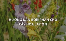 SỔ TAY NHÀ NÔNG: Hướng dẫn bón phân cho cây hoa lay ơn