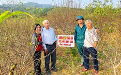 Một làng ở Nghệ An lại xuất hiện nhiều nhà khá, giàu nhờ trồng một loại cây báo hiệu mùa xuân