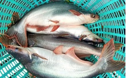 Giá cá tra tại thị trường Trung Quốc dự báo tăng