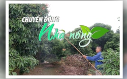 Chuyển động Nhà nông 14/2: Nông dân Thanh Hà (Hải Dương) tất bật bảo vệ hoa vải