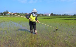 Ở Hà Tĩnh, lúa Xuân nơi hồi xanh, nơi dân đang cấy dặm dưới nắng ấm, xuống đồng thấy vui