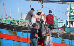 "Đèn pha đại dương" là món ăn chế biến bộ phận nào của loài cá "khổng lồ" do dân Bình Định, Phú Yên đánh bắt?