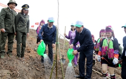 Quảng Ninh phấn đấu trồng 1.000ha cây lim, giổi, lát trong năm 2024