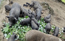 Người dân vùng cao Hòa Bình khấm khá nhờ nuôi lợn đen bản địa