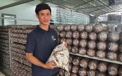 Trồng nấm, nuôi bò từ vốn ưu đãi Ngân hàng Chính sách xã hội, nông dân Quảng Nam nhanh khá giả