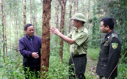 Thủ tướng Chính phủ phê duyệt đề án nâng cao chất lượng rừng, 240.000ha rừng sẽ được ưu tiên đầu tư