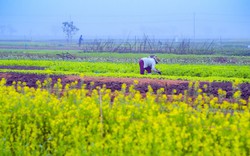 Một làng giữa thành phố Huế, mùa này hoa cải nở vàng rực đẹp như phim, dân tình tha hồ chụp ảnh