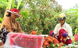 Đây là loại trái cây ngon đang tăng giá tốt nhất Vĩnh Long, dân hái bán cả tấn, thu tiền to