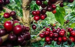 Giá cà phê ngày 17/2: Cà phê trong nước sắp chạm mức giá 81.000 đồng/kg, chợ thế giới cũng tăng