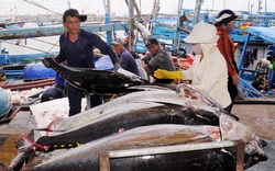 Ở một cảng cá của Phú Yên, sau Tết tàu mang vào vô số cá to bự, có con cá khổng lồ nặng gần 100kg