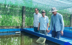Anh nông dân Tiền Giang tự trả lương cao 20-25 triệu/tháng nhờ nuôi thứ cá bán cho thiên hạ giải trí