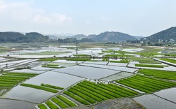 Nông dân Lào Cai xuống đồng cấy lúa
