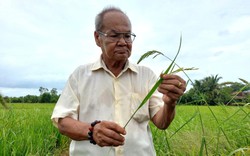 Dịch muỗi "hành lên hành xuống", nông dân trồng lúa ở Đồng Tháp Mười của Long An mất ăn, mất ngủ