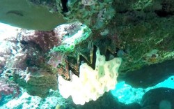 Cận cảnh con vật dưới đáy biển ở hòn đảo nổi tiếng Quảng Trị, miệng đầy răng cưa khổng lồ