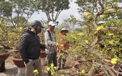 La liệt chậu mai vàng "khủng", quất tết ở chợ hoa Xuân Đà Nẵng, tiểu thương vẫn chờ đợi điều gì?