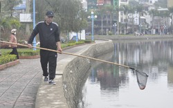 Phóng sinh cá chép tiễn ông Công ông Táo xuống hồ nước lợ bị chết hàng loạt