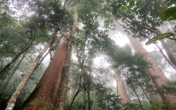 "Báu vật" cây sa mu dầu nghìn năm tuổi ở Nghệ An: Vừa nằm trong sách Đỏ vừa là cây lớn nhất Việt Nam