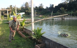 Một nông dân Kon Tum giàu lên hẳn từ khi nuôi 2 loại cá đặc sản to bự, bán 450.000-500.000 đồng/kg