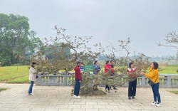 Cây ổi lạ ở một ngôi đền cổ trên Yên Bái, dân cho rằng, cứ gãi là cây "cười" rung rinh