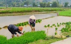 Kể chuyện làng: Ra Giêng đi cấy