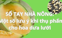 SỔ TAY NHÀ NÔNG: Một số lưu ý khi thụ phấn cho hoa dưa lưới 