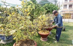 Cây mai vàng đang bung cánh to, tại sao nhà vườn ở Đà Nẵng lại cắt hết hoa, tỉa hết cành?