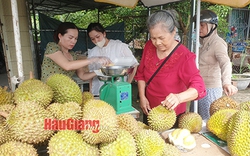 Đây chính là loại sầu riêng bán giá cao nhất tại các nhà vườn ở Hậu Giang, đó là giống sầu riêng gì?