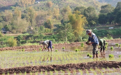 Nông dân Yên Châu tất bật xuống ruộng cấy lúa xuân