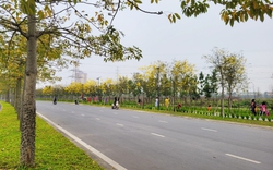 Chị em "phát sốt" với con đường hoa phong linh vàng rực ở Hà Nội