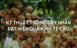 SỔ TAY NHÀ NÔNG: Kỹ thuật trồng cây nhãn đạt hiệu quả kinh tế cao