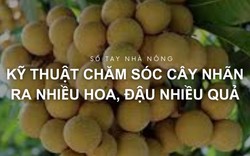 SỔ TAY NHÀ NÔNG: Kỹ thuật chăm sóc cây nhãn ra nhiều hoa, đậu nhiều quả