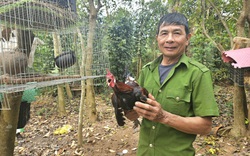 Thuần hóa một con động vật hoang dã bay giỏi gáy tài, ông nông dân Quảng Bình bán đắt nhất là 5 triệu/con