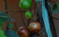 Những cây nho “độc lạ” đã đậu trái có giá 2 – 3 triệu đồng/cây, luôn trong tình trạng “cháy hàng”