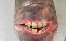 Choáng: Một ngư dân vô tình bắt được "thủy quái" nặng 7,5kg có hàm răng giống y như người