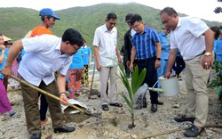 Nha Trang: Trồng 300 cây hoa giấy, bàng và dừa trên đảo Bích Đầm 