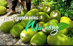 Chuyển động Nhà nông 28/2: Giá mít Thái tại Tiền Giang tăng mạnh sau Tết Nguyên đán 