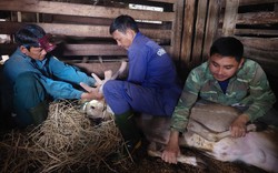 Đây là huyện nuôi "con đại bổ" nhiều nhất đất Hà Tĩnh, dân cắt thuê thứ gì mà kiếm bộn tiền?