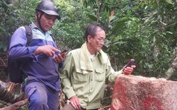 Chi cục Kiểm lâm Quảng Nam báo cáo gì về rừng bị phá thuộc đường dây 110 kV của thuỷ điện Tr’Hy?