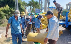 Bộ trưởng Lê Minh Hoan đề nghị 3 tỉnh An Giang, Đồng Tháp, Cà Mau nắm chắc tình hình thương lái thu mua lúa