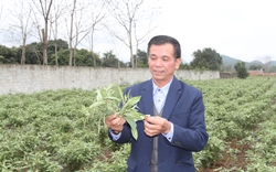 Chủ tịch Hội Nông dân một xã ở Thái Nguyên trồng bạt ngàn khổ sâm-cây dược liệu, vườn đẹp, thêm tiền